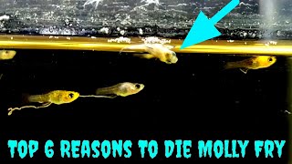 Top 6 Reasons To Die Molly Fry