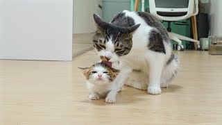 What Happens When the Big Cat and the Rescued Kitten Become Friend? │ Episode.40 by Ninifam 니니고양이 24,070 views 12 days ago 3 minutes, 4 seconds