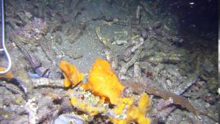 Diving the Lembeh Strait -  orange frogfish eating banggai cardinalfish
