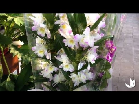 Vidéo: Orchidées : Soins Et Transplantation