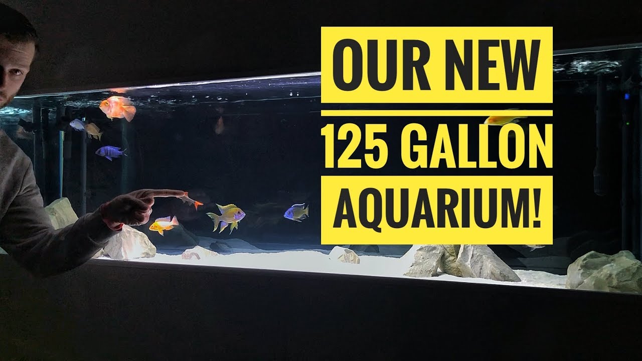 SETTING UP MY 125 GALLON IN-WALL AQUARIUM! | New fish room update! Episode-5
