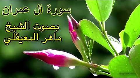 سورة ال عمران كاملة بدون اعلانات بصوت الشيخ ماهر المعيقلي