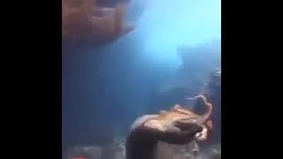 يركب الأخطبوط ثعبان البحر لتجنب فكوكه القاتلة