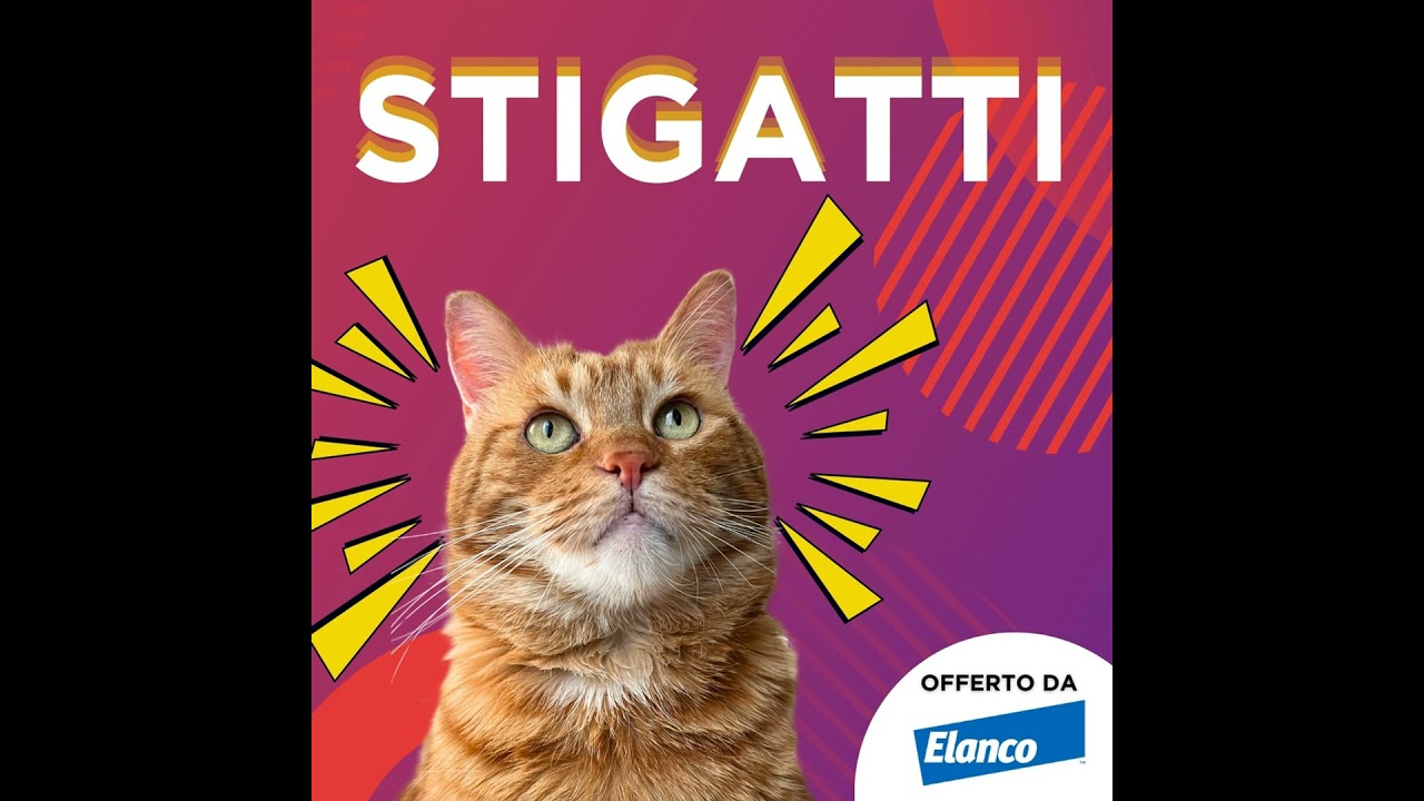 7. Perché il gatto mi fa i dispetti?