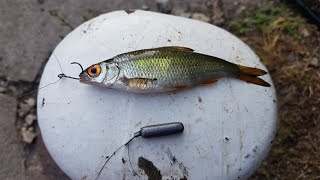 Dropshot Micro Deadbaits For Canal Perch. Big Fish Landed