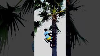 உச்சி வரை செல்லும் உத்வேகம்! | State Level Palm Tree Climbing Championship