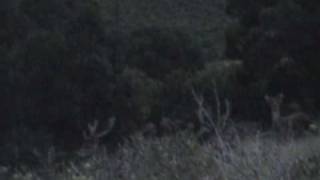 Small Rusa Stag in Velvet