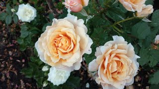 Новые и лучшие сорта роз. Первое цветение в июле.