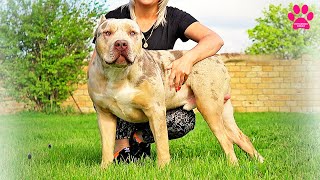 Самая большая собака питомника - Кинг! Американский Булли самого крупного формата!