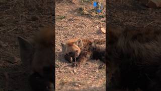 Proof That Hyenas Can Actually Be Adorable!  #explore #wildlife #africa#hyena #adorable #cute