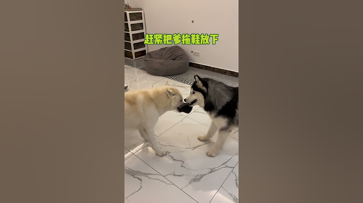 任何時間任何地點，超級爹寶認真護爹#爹寶狗