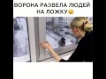 Ворона развела людей на ложку 