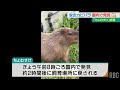 脱走カピバラの「ちょむすけ」お縄 園内で職員に見つかり捕獲される
