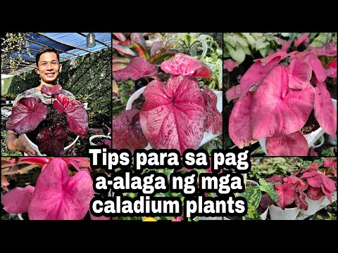 Video: Pag-aalaga sa Winter ng Caladium Bulbs: Paano Aalagaan ang Caladium Bulbs Over Winter