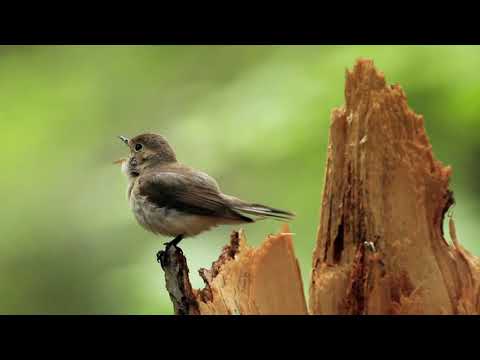 Video: Čo Vtáky žijú Iba Rok