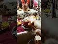 #sankatmochan #sankashtachaturthi #pooja #devotional #ganesh #ganapati #shorts #bts