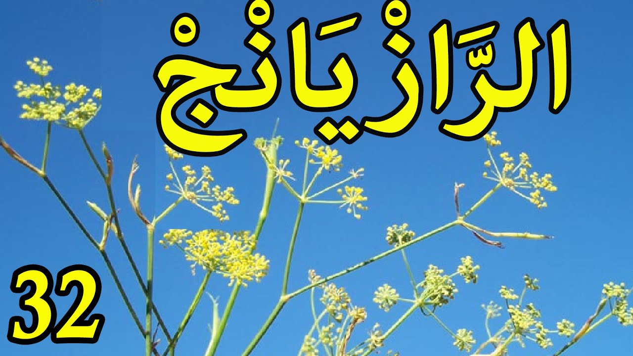 العشبة 32 من السلسلة التعريـفـية بالأعشاب الموجودة في المغرب الرازيانج