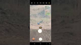 Samsung galaxy S23 ultra zoom peacock 🦚 #peacock #village#villagelife #villagevlog