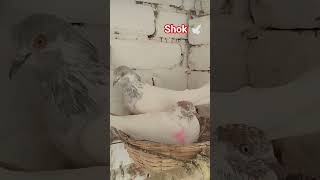 full serial kabutaron ka shauk 🕊️🕊️🕊️🕊️🕊️🕊️🕊️🕊️🕊️🕊️🕊️🕊️