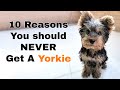 Why you Shouldn't get a Yorkie (10 Reasons)