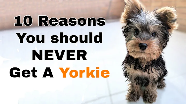 Why you Shouldn't get a Yorkie (10 Reasons) - DayDayNews