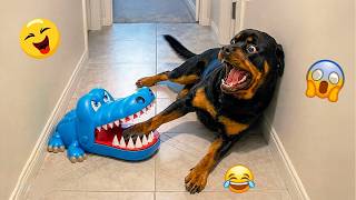 OVERDRAMATIC Dogs...Who Deserve An Oscar 😁🐶 | NEW Funny Dog Videos #24
