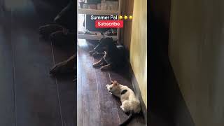 Summer Pals 🐶🐱❤️☀️