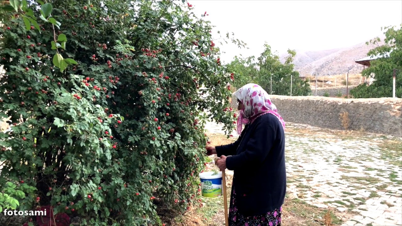 SARIZ oğlakkaya FOTO SAMİ