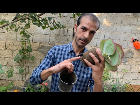 فيديو: حاوية نباتات البلسان المزروعة - رعاية البلسان في الأواني