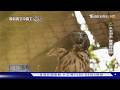【失去天空的森林王者】熊鷹羽毛交易背後的血色森林 專家：把羽毛留在翅膀上把天空還給飛翔｜脆弱的空中霸主 熊鷹｜TVBS新聞@TVBSNEWS01