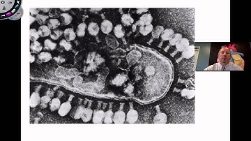 The Replicative Cycles of Phages