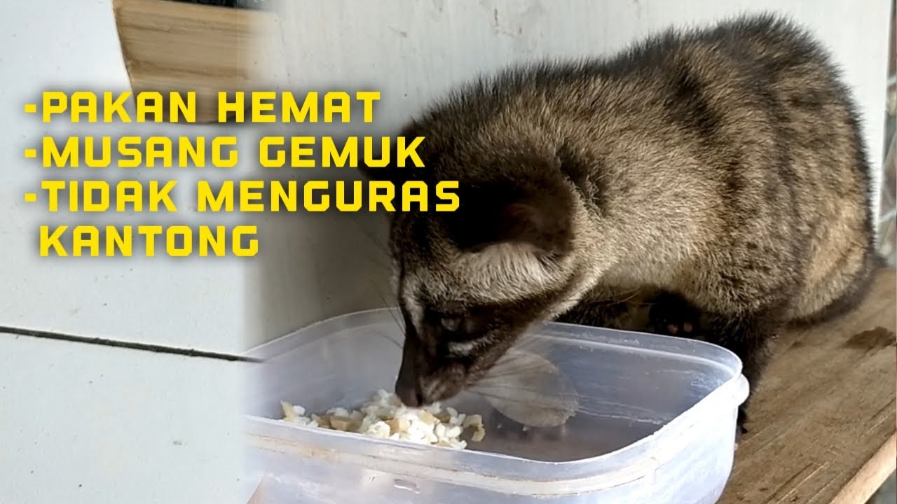 Tips Pakan hemat & cepat gemuk untuk musang