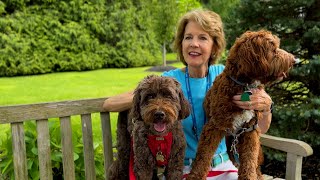 Being a Pet Therapy Volunteer at Care Dimensions