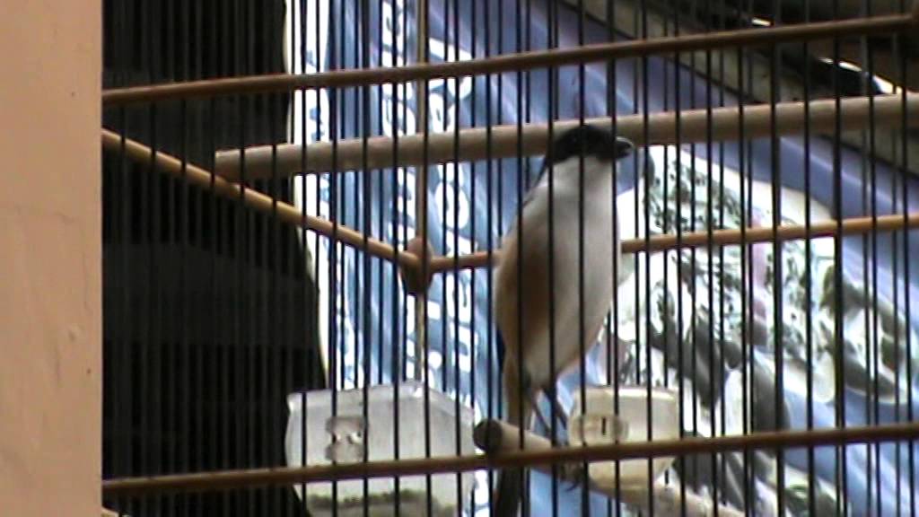 Ragam Burung Indonesia - Kicau Mania 