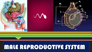 Male Reproductive System | Full Explanation in Hindi | By N.G. Medicals