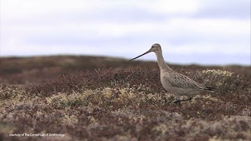Casey Burns (BLM) shares findings on birds from the CBMP