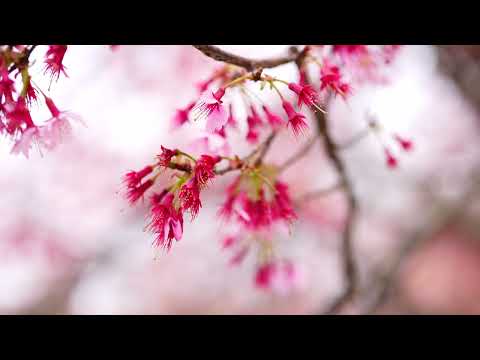 舎人公園の千本桜まつり/曇天で開花状況の寂しさを偲んで