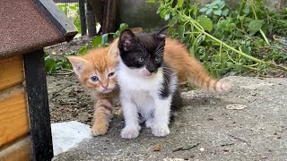 Incredibly beautiful Kittens and Mother Cat living on the street.