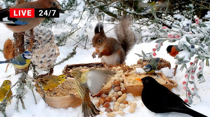 🔴24/7 CAT TV NO ADS 😺 Little Birds and Red Squirrels and Nature Fun for Everyone