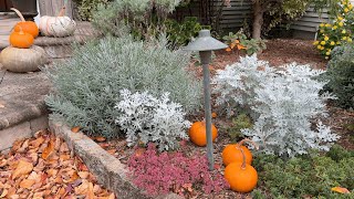 Autumn Garden Vibrance: A Colorful Fall Tour Before the Freeze
