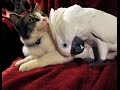 ¡La cacatua Coco y el gato Lucky!