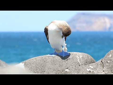 Piquero de patas azules, Blue-footed booby, (Sula nebouxii) en las islas Galápagos