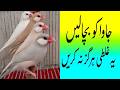 2026 main bhi agr Java Sparrow ki market value gir rahi ha to kia krain| Birds & Boxes with Biya