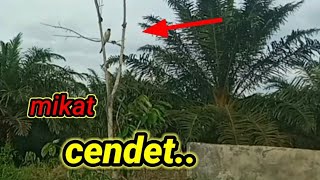 MIKAT BURUNG CENDET #petualangan #mikatburung #cendetgacor