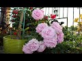 Los rosales ms hermosos que vers hoy en el jardn de guillermina 