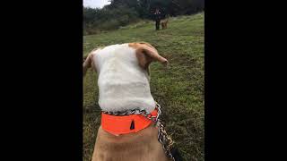 Residential Dog Training 3