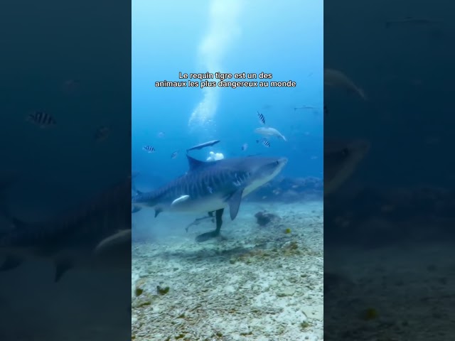 Requin tigre autour d’un plongeur #shortvideo #shortsfeed #shortsviral #requin