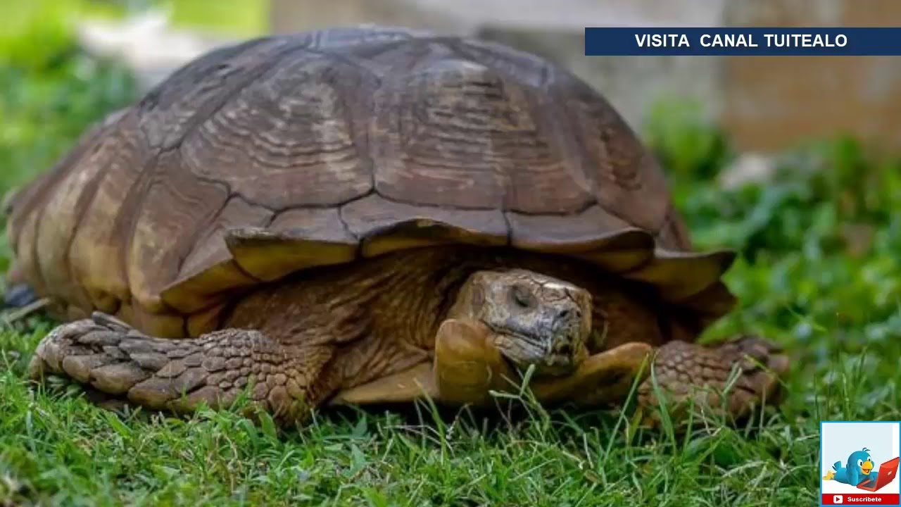 Muere tortuga de 344 años en Nigeria camera iphone 8 plus apk