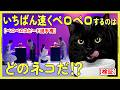 【検証】いちばん速くペロペロするのはどのネコだ！？【ペロペロスピード選手権】