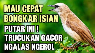 Trucukan Gacor Ropel Ngalas Ngerol Panjang - Masteran Trucukan Agar Cepat Bongkar Isian